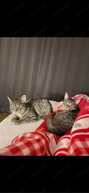 Mimi & Charlie suchen gemeinsam ein neues Zuhause    Bild 6