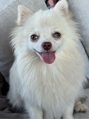Pomeranian zwergspitz   Reinrassige Welpen