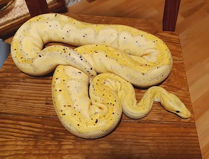1.0 Banana Black Pastel Clown Het Pied MM NZ 19