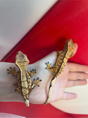 Kronengecko - Correlophus ciliatus
