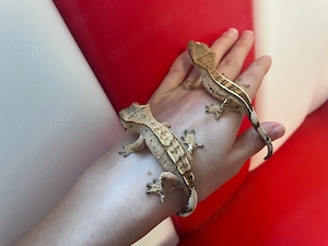 Kronengecko - Correlophus ciliatus