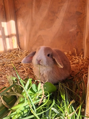 2 Zwergwidder  Minilop Kaninchen Zwergkaninchen