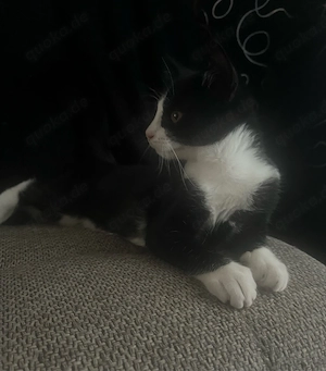 Kater sucht neues Zuhause 