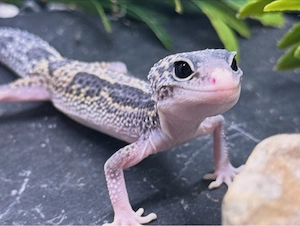 Leopardgecko Mädchen Black night mack snow eclipse 