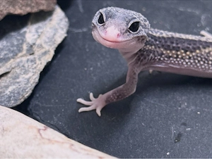 Leopardgecko Mädchen Black night mack snow eclipse 