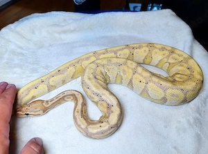 1.0 Banana Orbit Het Desert Ghost MM NZ 24