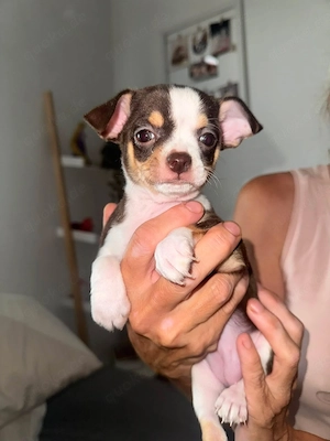 Chihuahua Welpe Hündin 