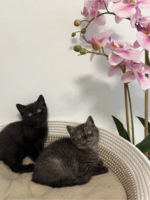 BKH  Kitten 