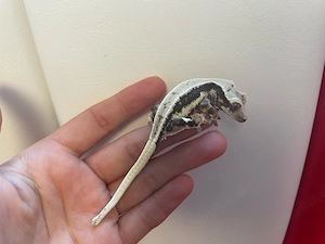 Kronengecko - Correlophus ciliatus