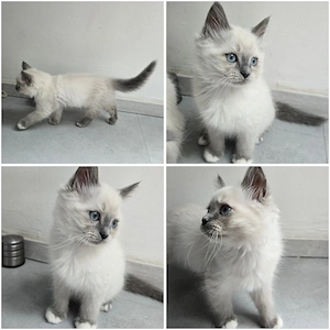 Süße Ragdoll Kitten 1Junge noch frei !
