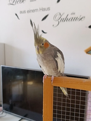 Nymphensittich Henne Weibchen 
