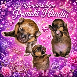1 Wunderschöner Pomchi Welpe