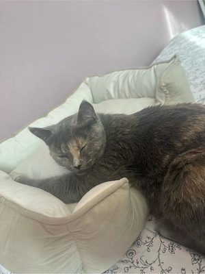 Bkh Mix Katze 