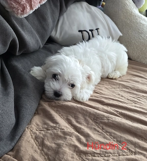 Malteser Welpen