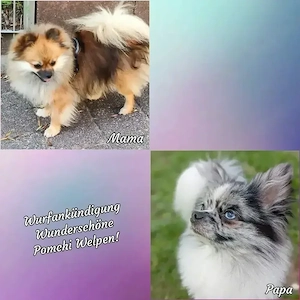 1 Wunderschöne Pomchi Hündin! Bild 10
