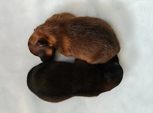 1 Wunderschöne Pomchi Hündin! Bild 8