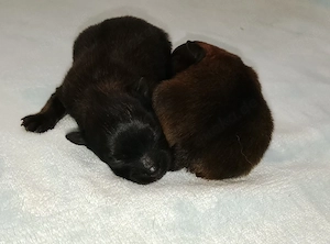 1 Wunderschöne Pomchi Hündin! Bild 9