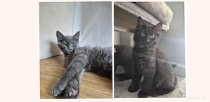 Bluey u.Crispy tolle kleine Kater in Lorch 