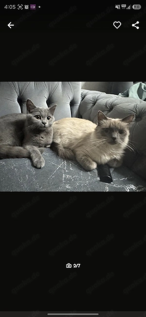 Katze Fifi und Nunu abzugeben Neva Masquarade