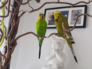 2 Wellensittiche grün Männlich Schauwellensittich