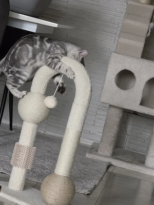 BKH Mädchen 4,5Monate Bild 7