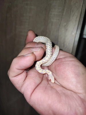 1.1 Thamnophis marcianus Albino 