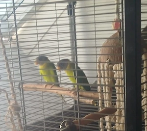 1.1 Pflaumenkopfsittiche-Vogel-Sittich