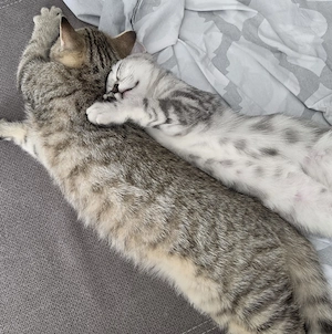 BKH Mädchen 4,5Monate Bild 3