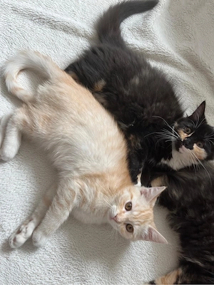  Ragdoll-BKH-Mix Kitten suchen ein liebevolles Zuhause    Bild 6