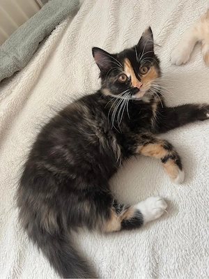  Ragdoll-BKH-Mix Kitten suchen ein liebevolles Zuhause    Bild 8