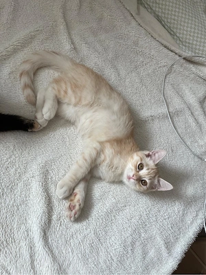  Ragdoll-BKH-Mix Kitten suchen ein liebevolles Zuhause    Bild 10