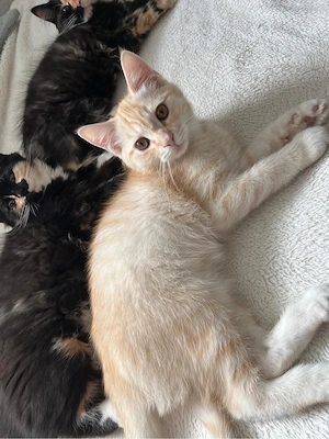  Ragdoll-BKH-Mix Kitten suchen ein liebevolles Zuhause    Bild 7