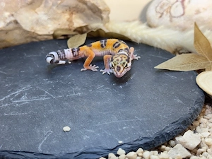 leopardgecko männchen (Inferno Tremper Albino)