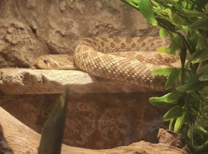 Heterodon Nasicus 1.0 ca. 2023