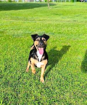 Jack-Russel Mini Bully Mix Hündin Chili 