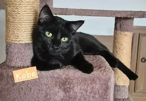 2 wunderschöne Katzen aus Tierschutz 