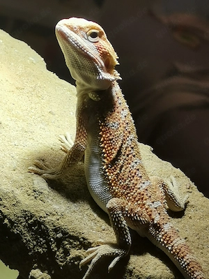 Farbbartagame mit Leatherbackgenetik