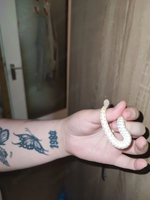 Thamnophis marcianus Albino 