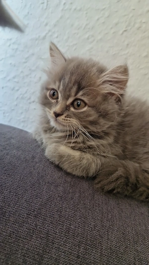 Bkh kitten