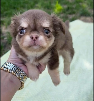 Reinrassiger Chihuahua-Welpe 
