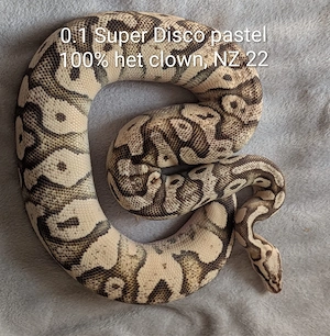 Königsphyton 0.1 Super Disco Pastel 100% het clown