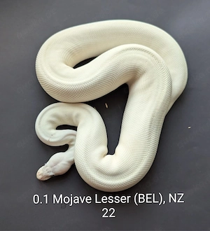 Königsphyton 0.1 Mojave Lesser (BEL)