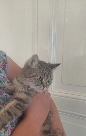 BKH Katze sucht ein neues zu Hause 