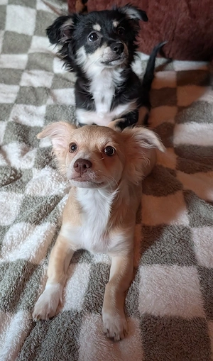 Chihuahua Welpen
