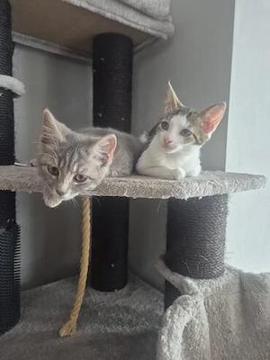 Pure Energie   Yuki und Lilly in Lorch