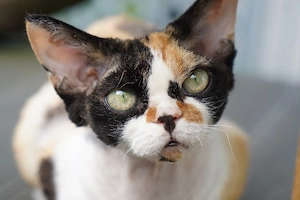 Sweet fire's Devon Rex Cattery 