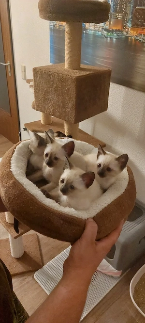 Reinrassige Siam Kitten abzugeben 