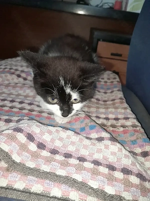 Katzen 12 Wochen alt Bild 3