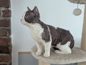Selkirk Rex in lilac und chocolate 