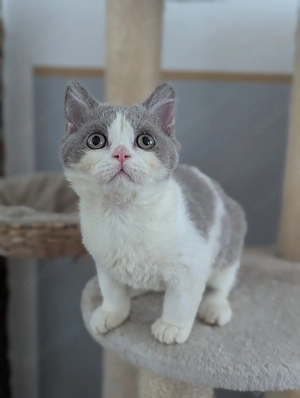 Selkirk Rex ähnlich wie Bkh
